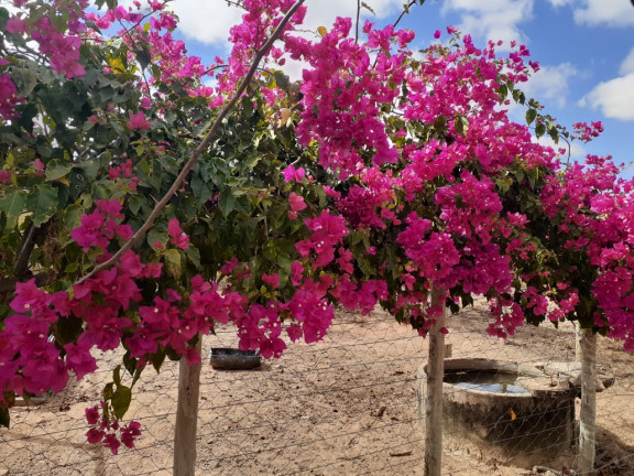 Imagem Chácara com 3 Quartos à Venda, 48.400 m² em zona rural - Orizona