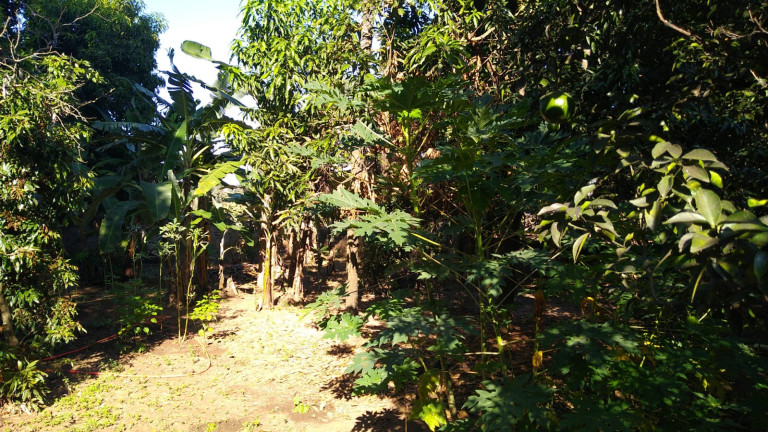 Imagem Chácara com 4 Quartos à Venda, 300 m² em Jardim do Trevo - Araçatuba Imagem Chácara com 4 Quartos à Venda, 300 m² em Jardim do Trevo - Araçatuba