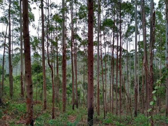 Terreno à Venda, 137.000 m² em São Domingos - Bias Fortes