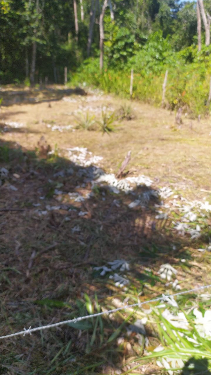 Imagem Terreno à Venda, 310 m²em Velha Boipeba - Cairu Imagem Terreno à Venda, 310 m²em Velha Boipeba - Cairu