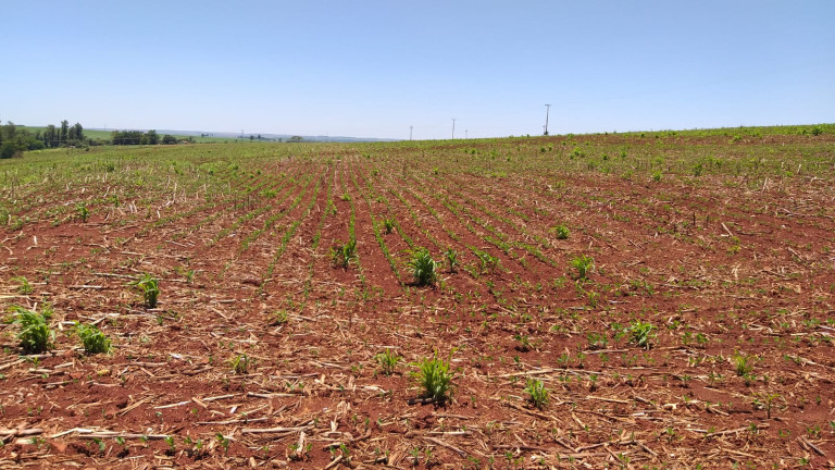 Imagem Fazenda à Venda,  em Gleba Ribeirão Maringá - Maringá
