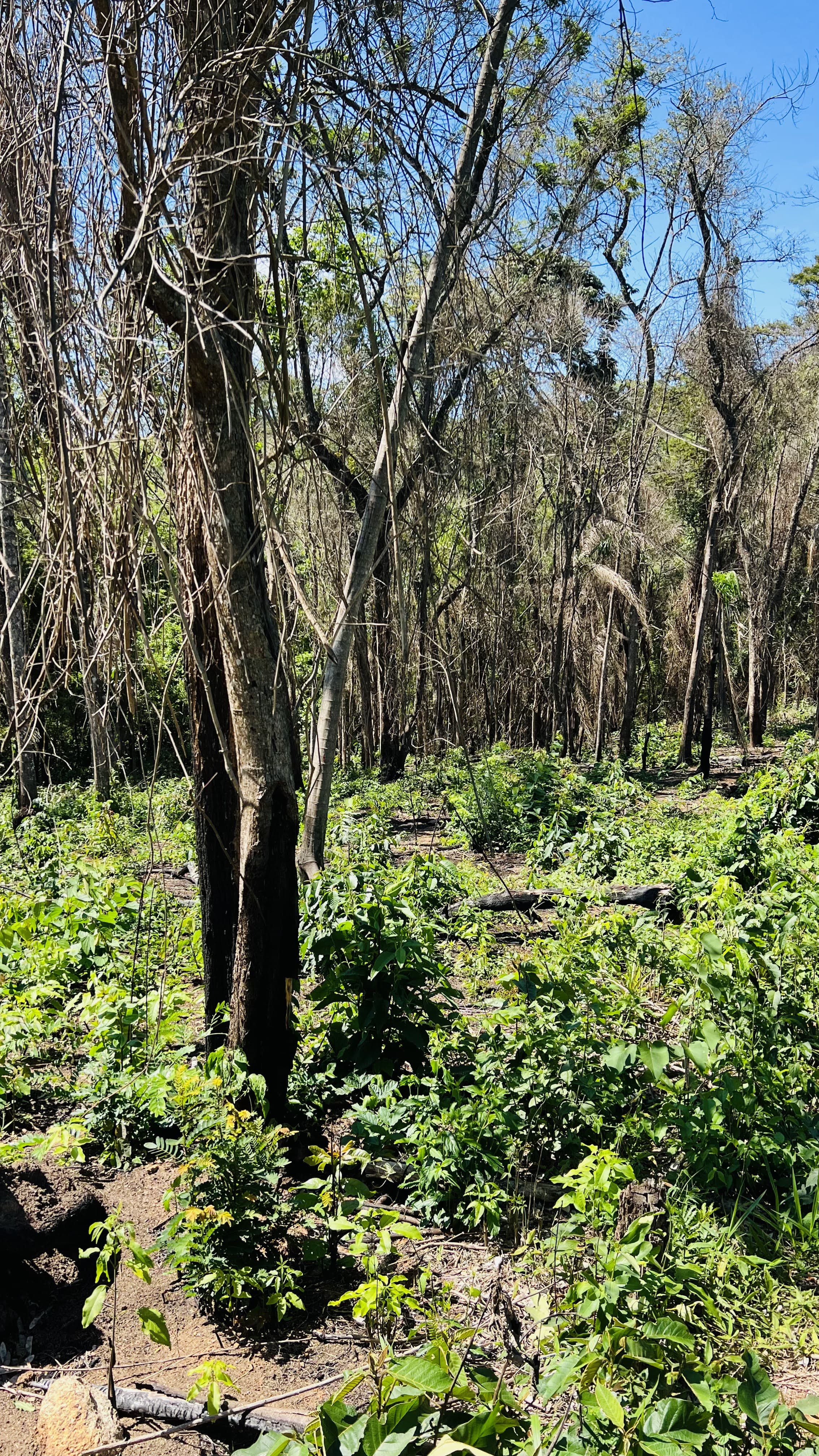Imagem Terreno em Condomínio à Venda, 1.531 m² em Estância Santa Maria do Laranjal - Atibaia