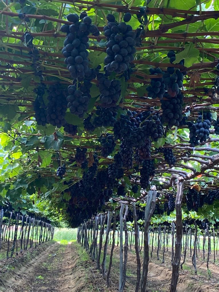 Imagem Fazenda à Venda, 19 HAem Curral Queimado - Petrolina