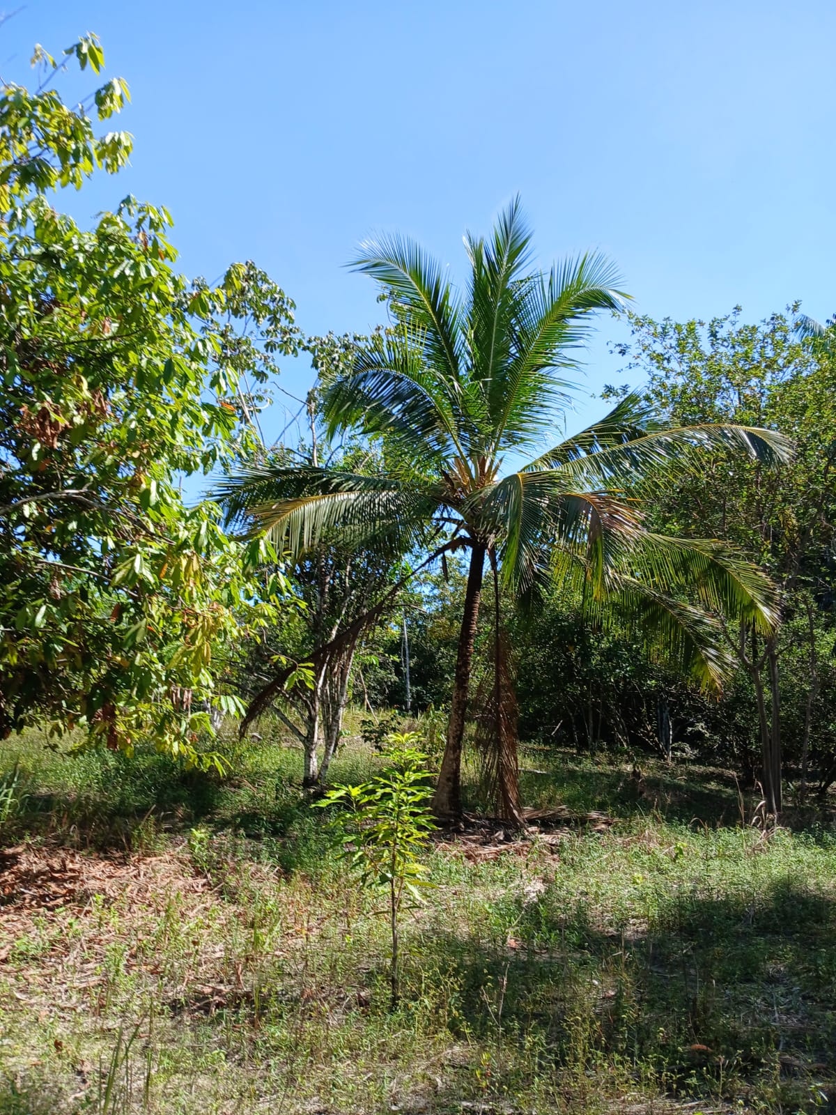 Imagem Terreno à Venda, 80.000 metro em - Bujaru Imagem Terreno à Venda, 80.000 metro em - Bujaru