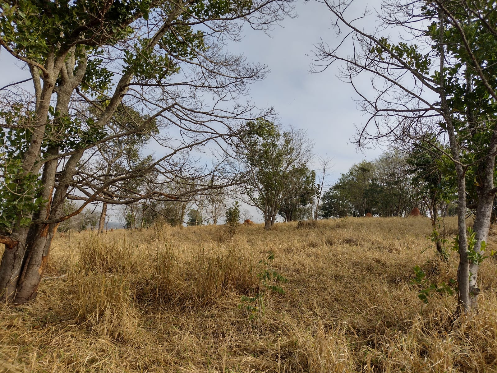 Imagem Terreno à Venda, 21.000 m² em Jardim Continental - Taubaté Imagem Terreno à Venda, 21.000 m² em Jardim Continental - Taubaté
