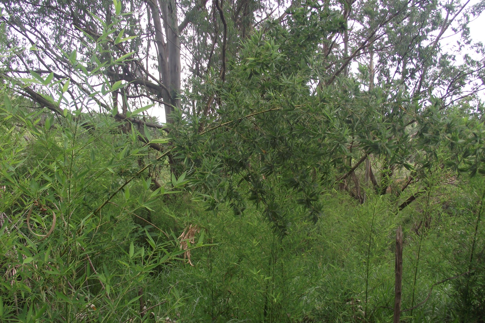 Imagem Terreno à Venda, 24.452 m² em Apotribu de Cima - Itu
