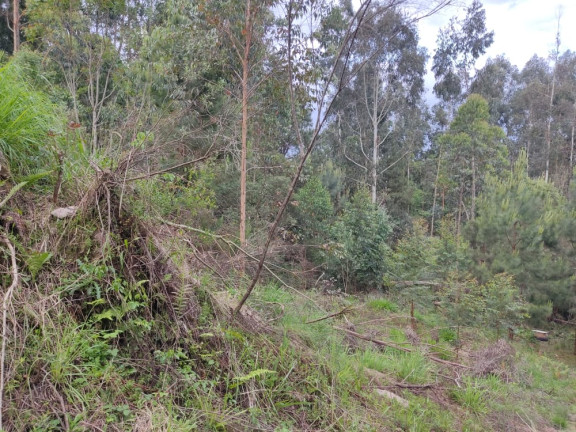 Imagem Terreno à Venda, 1.480 m² em LEÃO - Agudos do Sul Imagem Terreno à Venda, 1.480 m² em LEÃO - Agudos do Sul