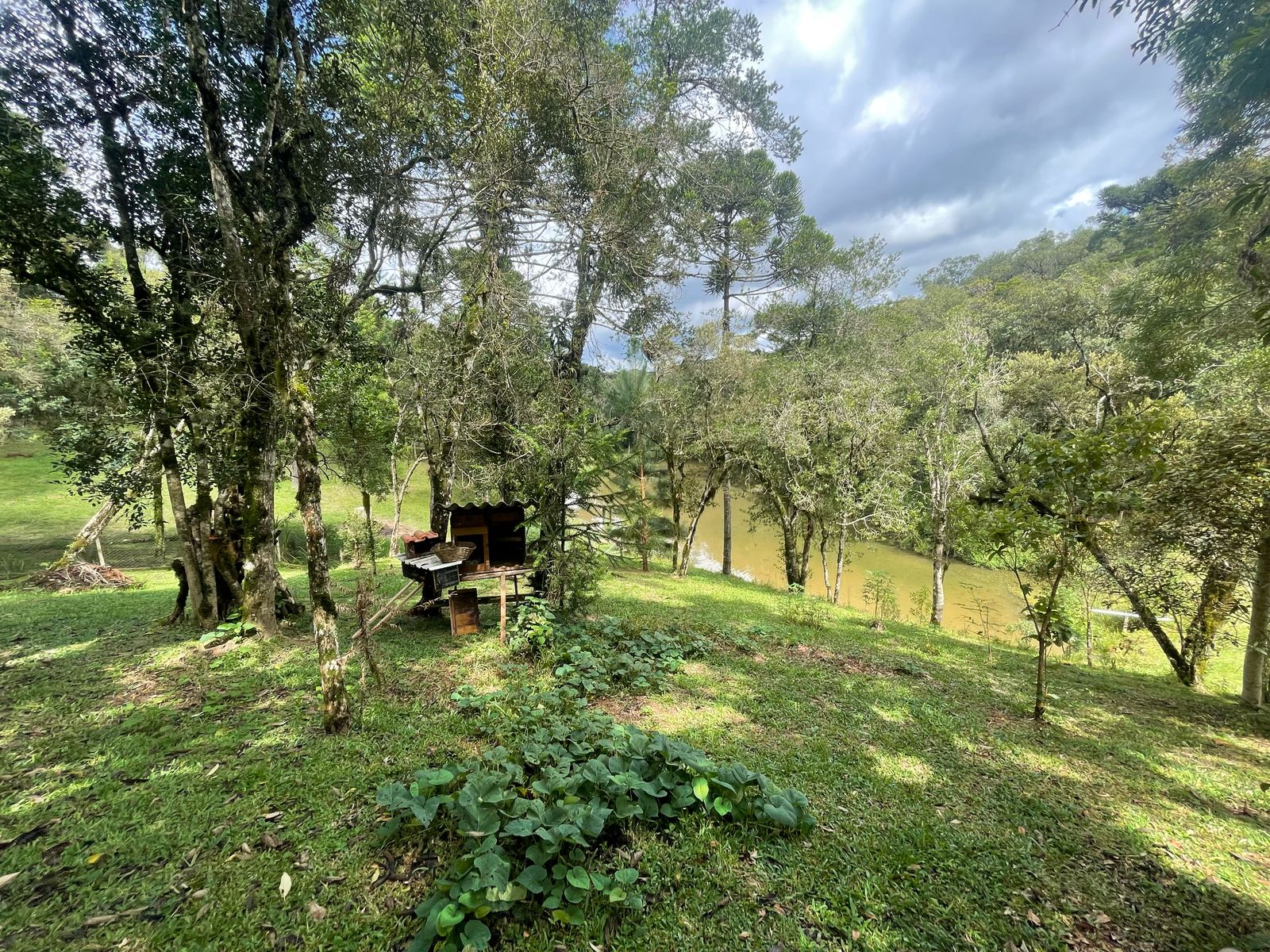 Imagem Chácara com 3 Quartos à Venda, 6.800 m² em Salgadinho - Campo Largo