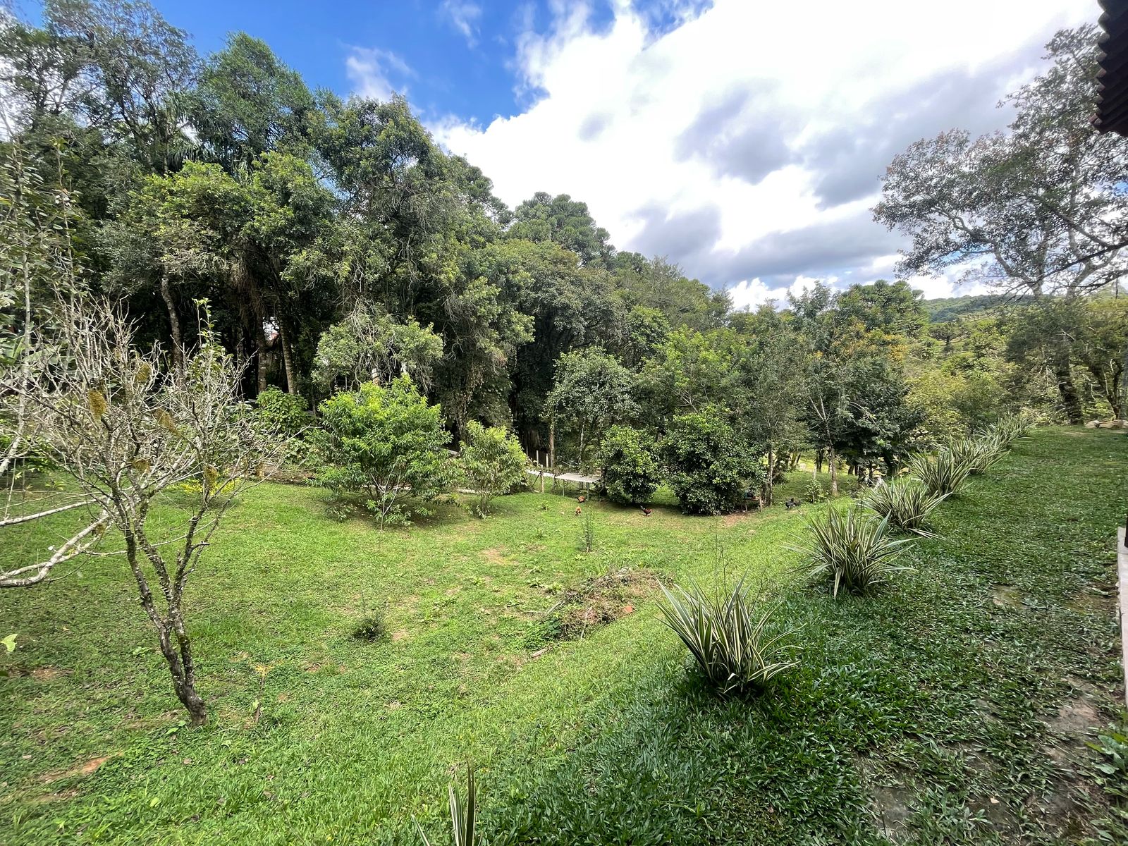 Imagem Chácara com 3 Quartos à Venda, 6.800 m² em Salgadinho - Campo Largo