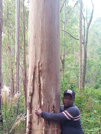Imagem Terreno à Venda, 137.000 m² em São Domingos - Bias Fortes Imagem Terreno à Venda, 137.000 m² em São Domingos - Bias Fortes