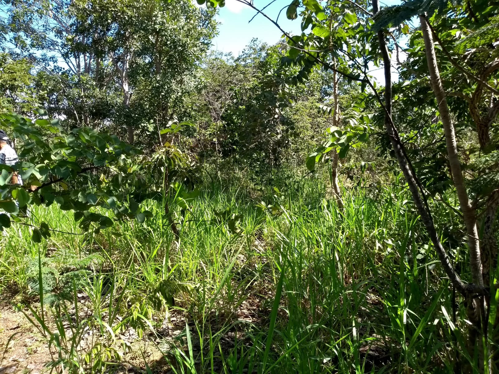 Imagem Fazenda à Venda, 64 Alq. GO em Zona Rural - Ribeirãozinho Imagem Fazenda à Venda, 64 Alq. GO em Zona Rural - Ribeirãozinho