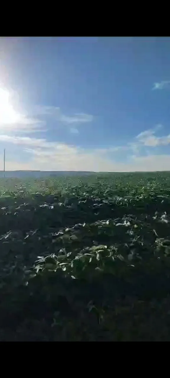 Imagem Fazenda à Venda, em Samambaia Sul (Samambaia) - Brasília