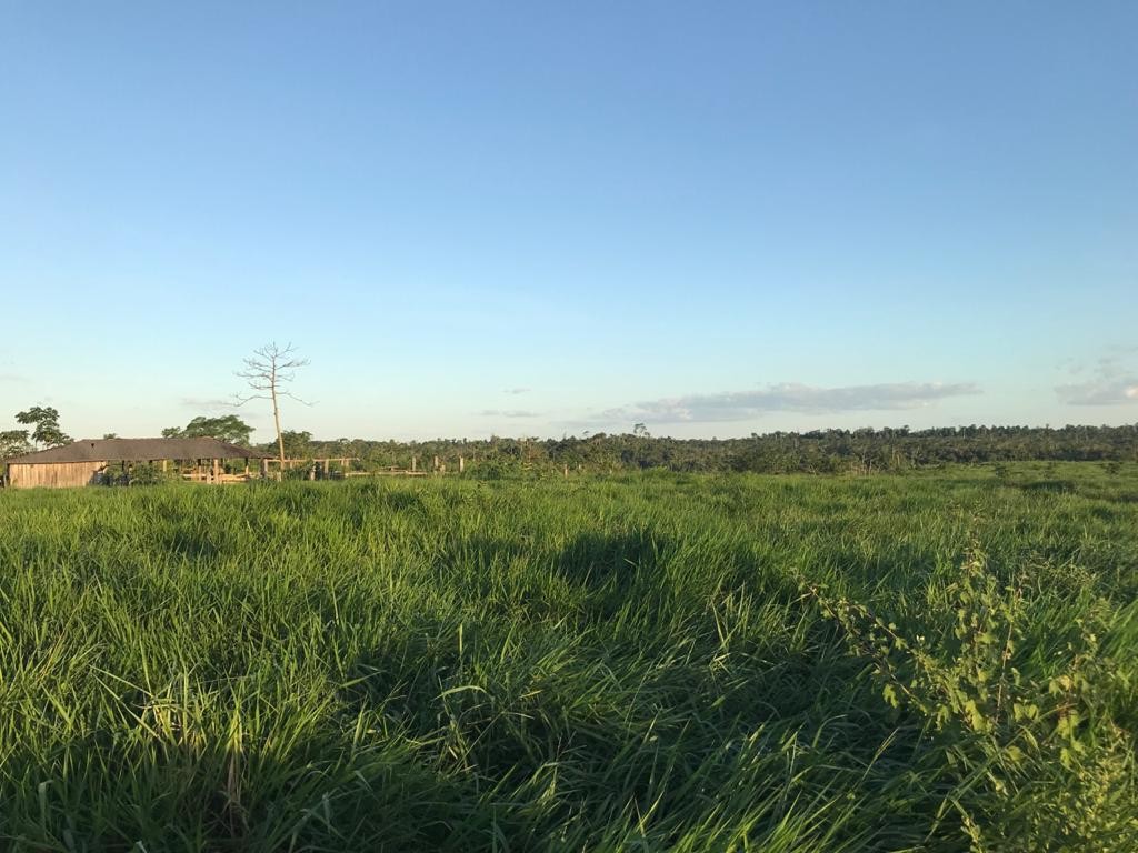 Imagem Fazenda à Venda, 9.399 m² em Centro - São Félix do Xingu Imagem Fazenda à Venda, 9.399 m² em Centro - São Félix do Xingu