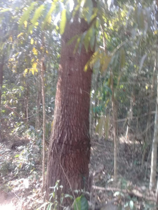 Imagem Terreno à Venda, 123.000 m² em Zona Rural - Santa Bárbara do Tugúrio Imagem Terreno à Venda, 123.000 m² em Zona Rural - Santa Bárbara do Tugúrio