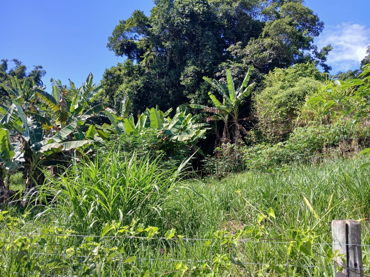 Imagem Terreno à Venda, 600 m² em Vargem Pequena - Florianópolis