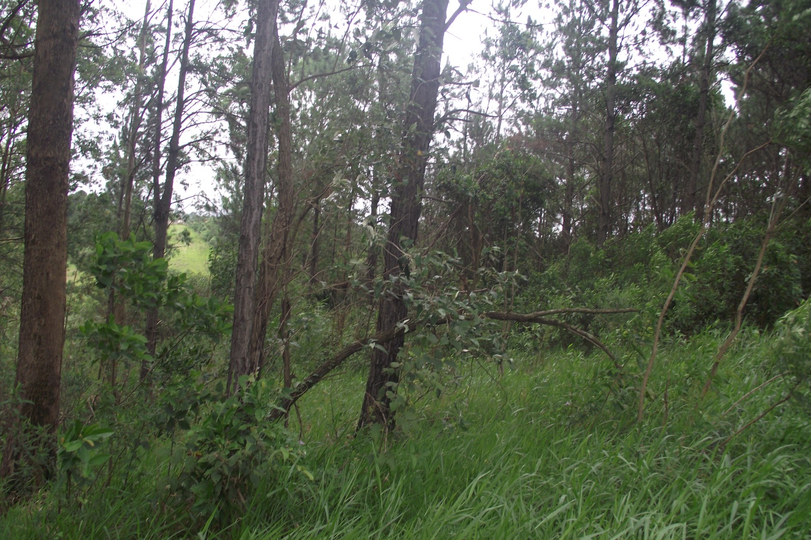Imagem Terreno à Venda, 24.452 m² em Apotribu de Cima - Itu