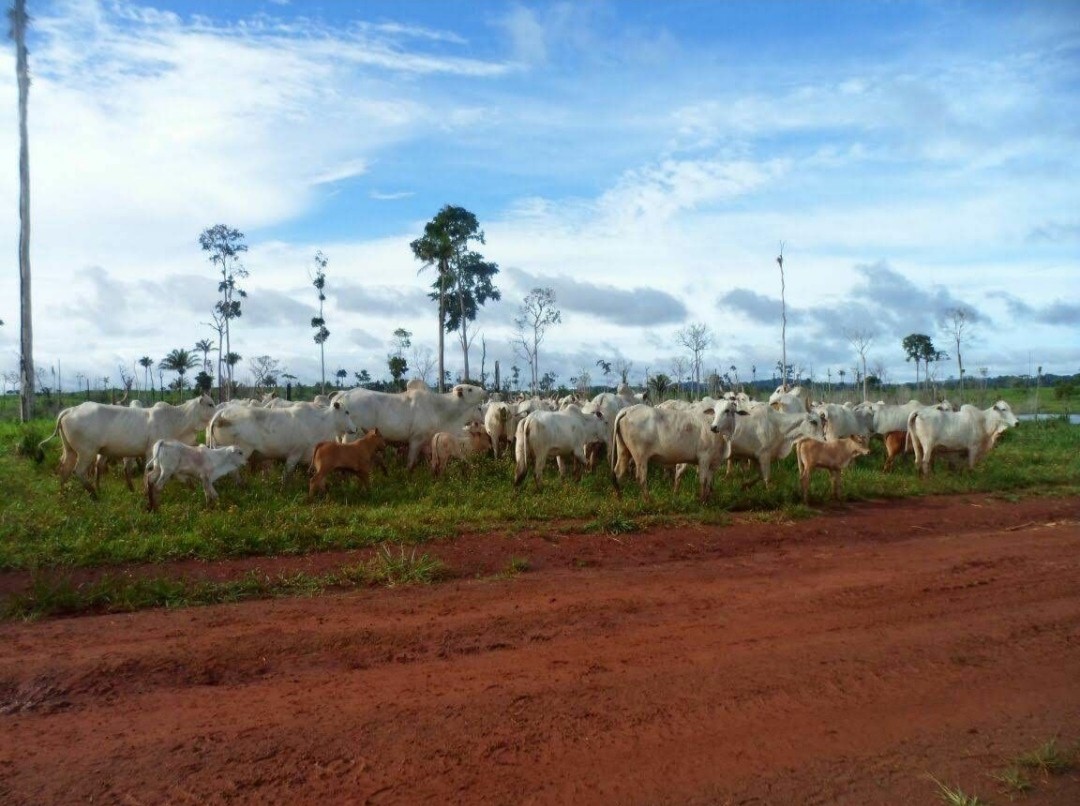 Imagem Fazenda à Venda, 9.399 m² em Centro - São Félix do Xingu Imagem Fazenda à Venda, 9.399 m² em Centro - São Félix do Xingu