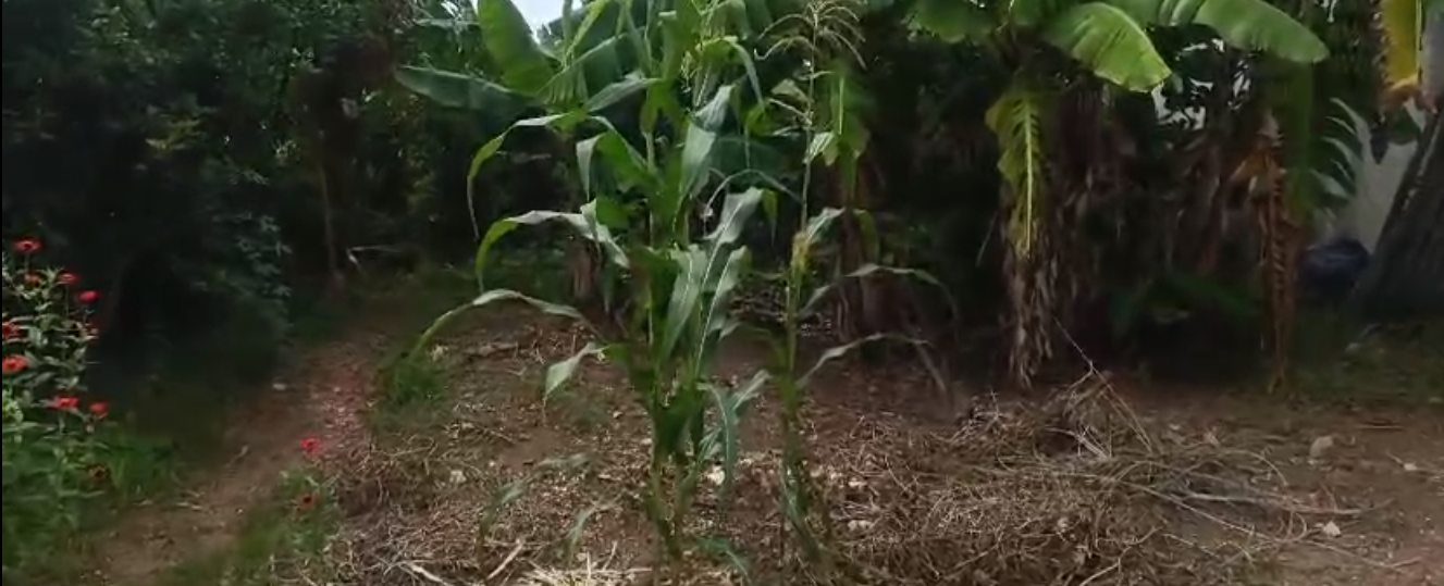 Imagem Terreno à Venda, 509 m²em Residencial das Flores - Várzea Paulista