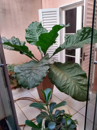 Imagem Casa com 3 Quartos à Venda, 112 m² em Morumbi - Ituverava Imagem Casa com 3 Quartos à Venda, 112 m² em Morumbi - Ituverava