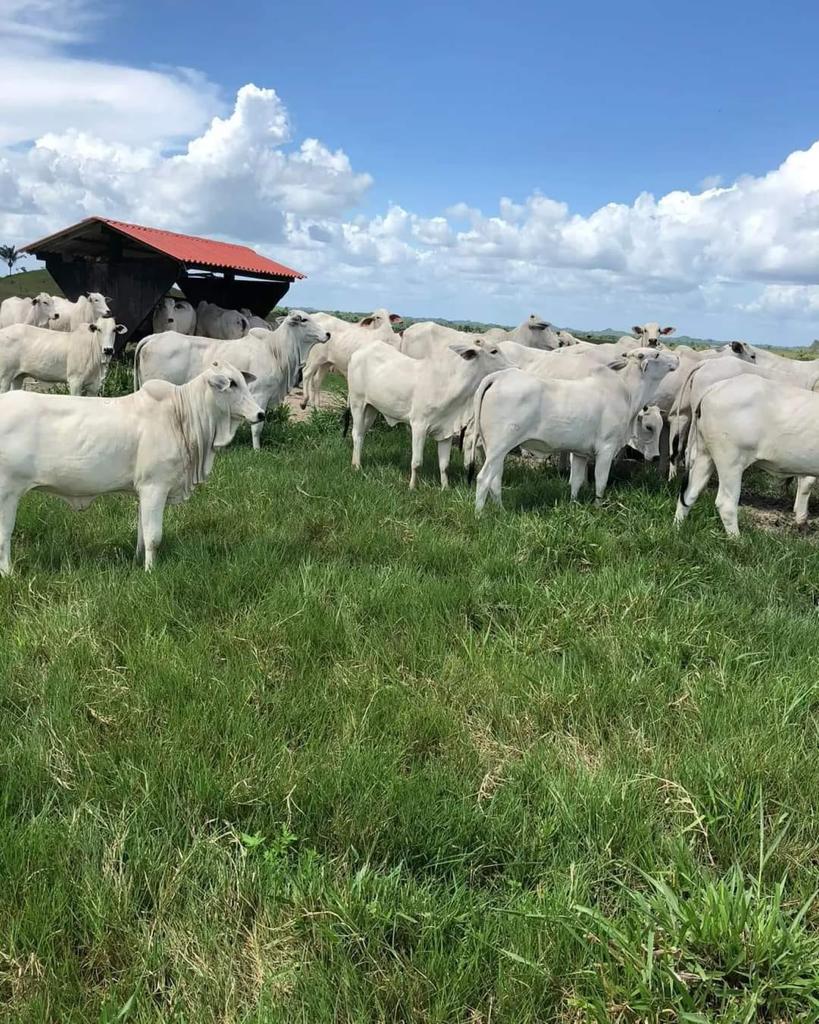 Imagem Chácara com 10 Quartos à Venda, 312 m²em Centro - Imperatriz