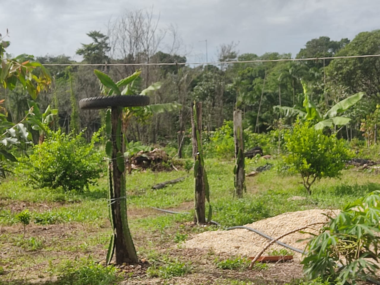 Imagem Terreno à Venda, 300.000 m² em - Bujaru Imagem Terreno à Venda, 300.000 m² em - Bujaru
