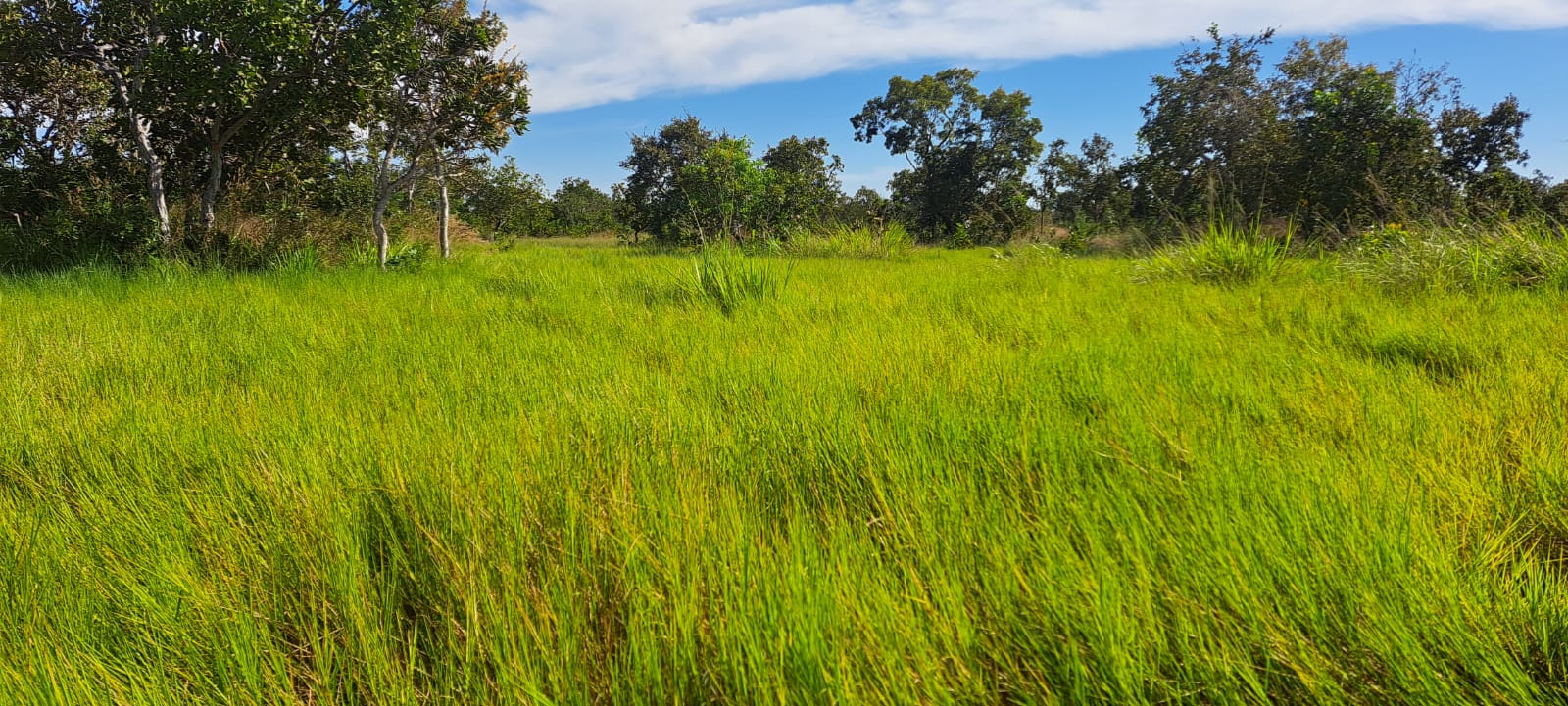 Imagem Fazenda à Venda, 25 Alq GOem Zona Rural - Araguaiana Imagem Fazenda à Venda, 25 Alq GOem Zona Rural - Araguaiana