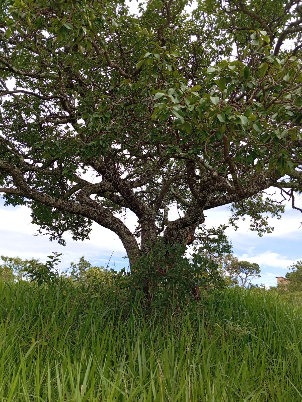 Imagem Terreno à Venda, 2 m²em vargem grande da serra - baldim