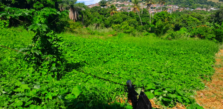 Imagem Terreno à Venda, 690 m² em Matriz - Vitória de Santo Antão Imagem Terreno à Venda, 690 m² em Matriz - Vitória de Santo Antão