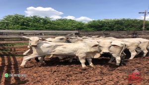 Imagem Fazenda à Venda, 74 Alq SPem ZONA RURAL - Garça Imagem Fazenda à Venda, 74 Alq SPem ZONA RURAL - Garça