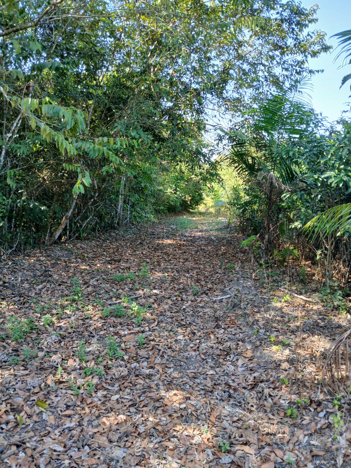 Imagem Terreno à Venda, 80.000 metro em - Bujaru Imagem Terreno à Venda, 80.000 metro em - Bujaru