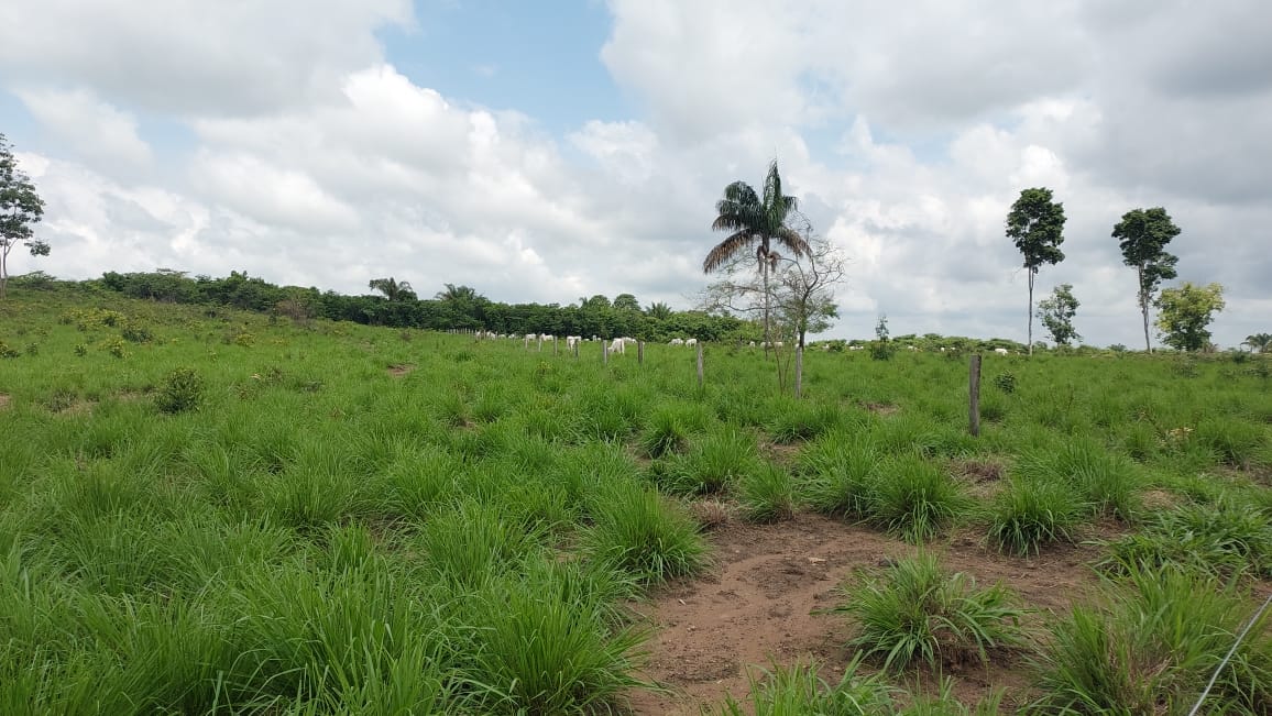 Imagem Fazenda à Venda, 9 Alq MGem Nova Marabá - Marabá Imagem Fazenda à Venda, 9 Alq MGem Nova Marabá - Marabá