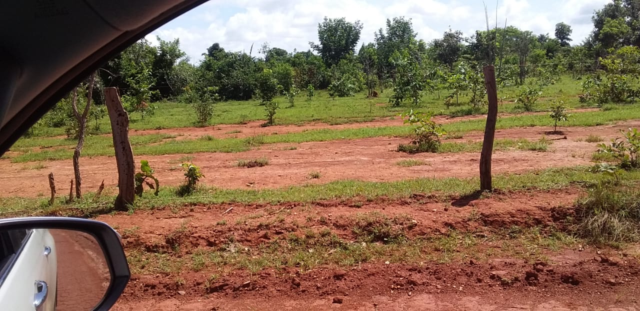 Fazenda à Venda, 1 HAem Centro - Pequizeiro