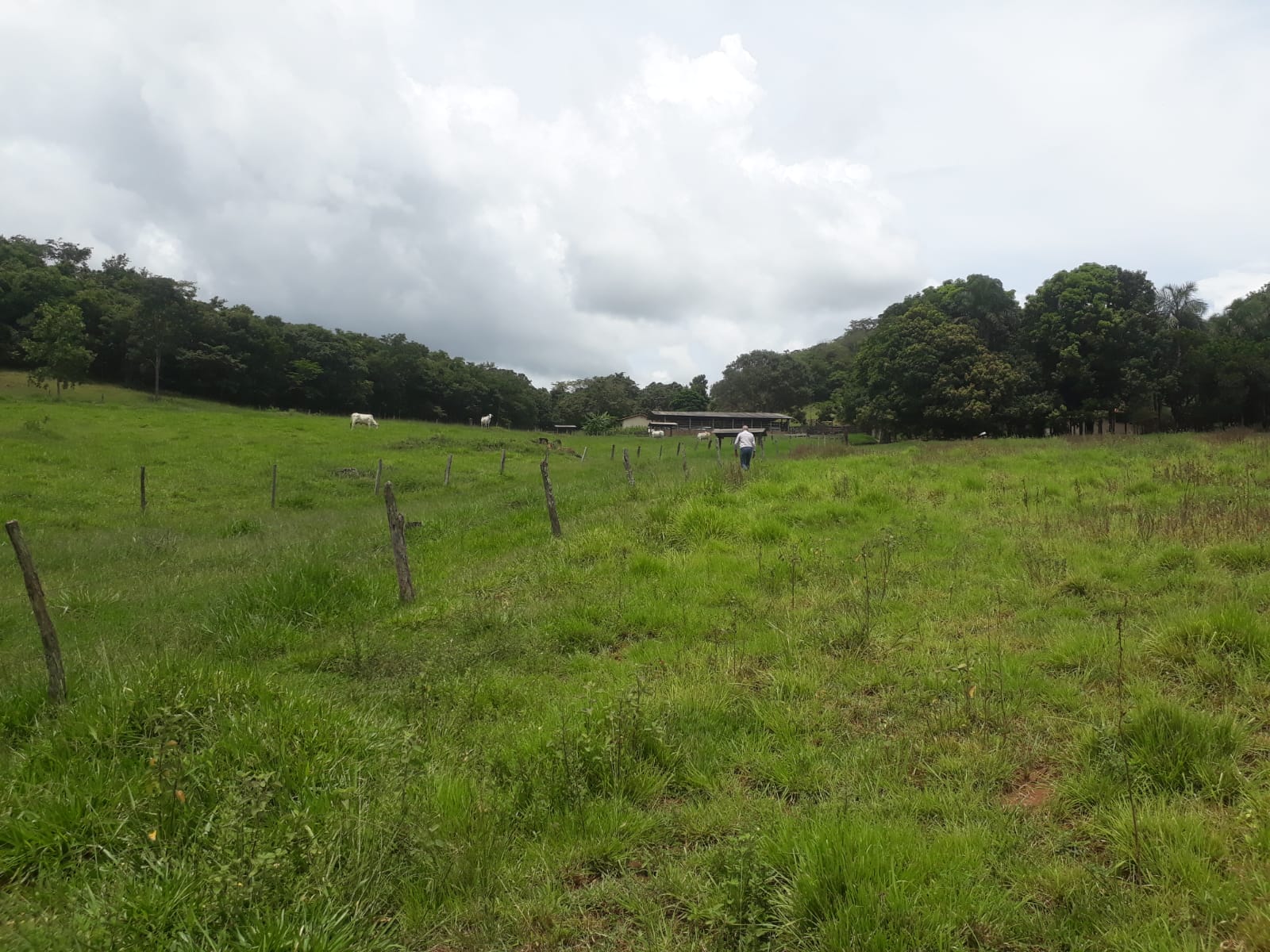 Imagem Fazenda à Venda, 32 Alq GO em SN - Caldas Novas