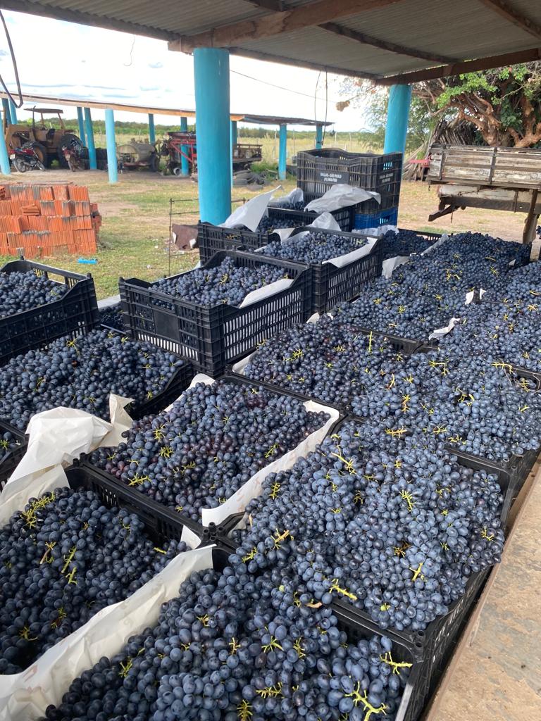 Fazenda à Venda, 19 HAem Curral Queimado - Petrolina