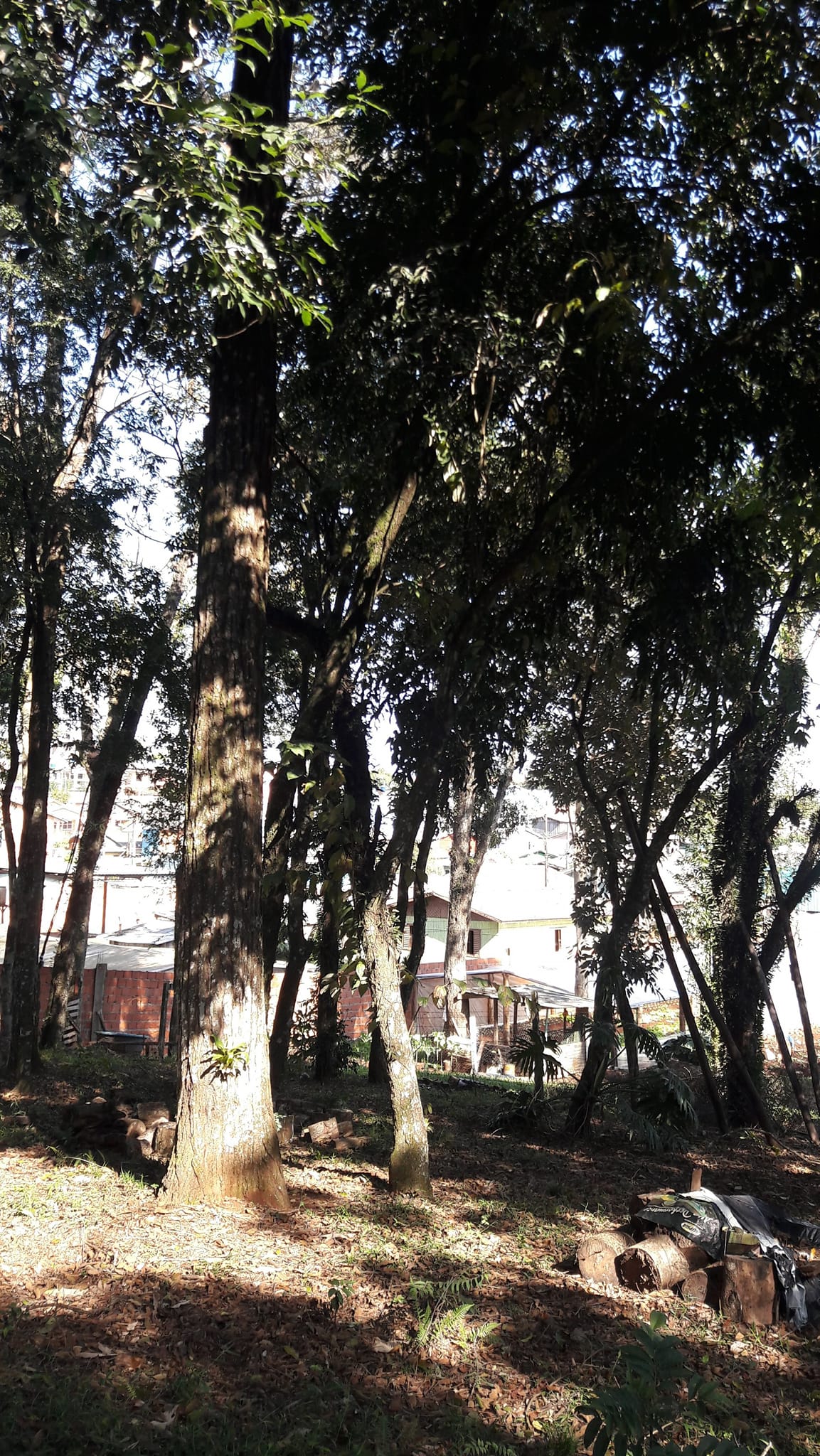Imagem Terreno à Venda, 3.200 m²em Efapi - Chapecó
