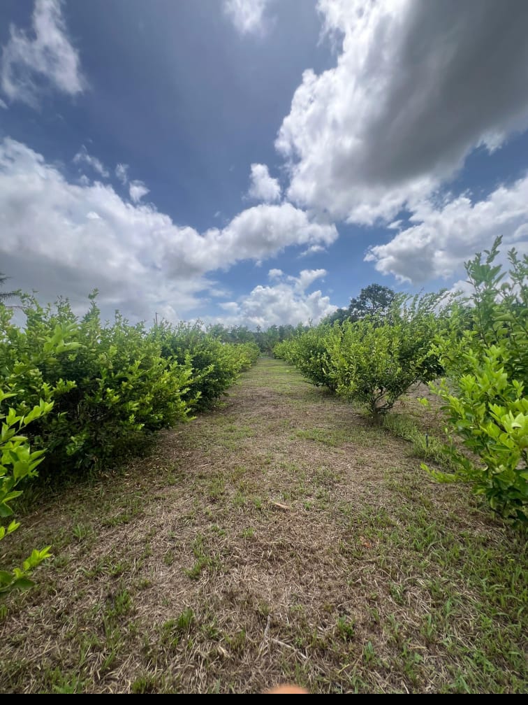 Imagem Chácara com 2 Quartos à Venda, 65.000 m² em São Pio X - Capanema Imagem Chácara com 2 Quartos à Venda, 65.000 m² em São Pio X - Capanema