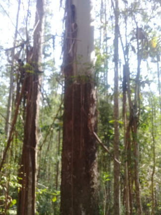 Imagem Terreno à Venda, 123.000 m² em Zona Rural - Santa Bárbara do Tugúrio Imagem Terreno à Venda, 123.000 m² em Zona Rural - Santa Bárbara do Tugúrio