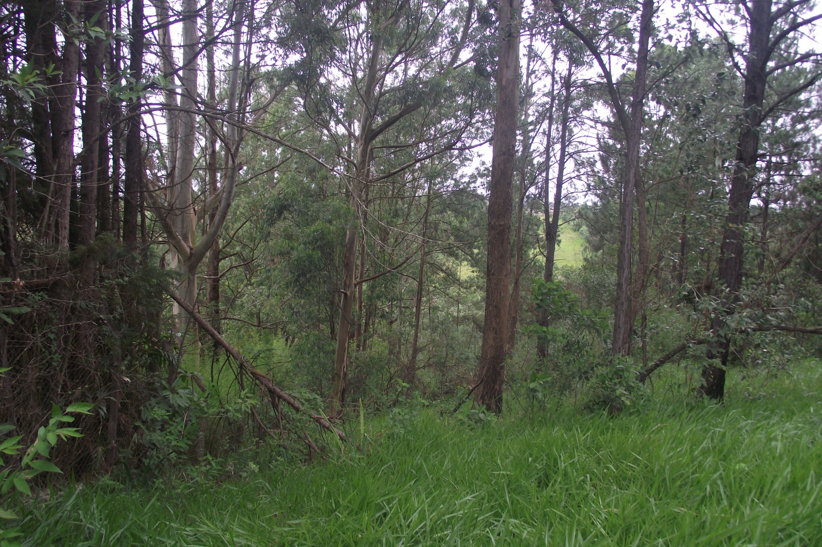 Imagem Terreno à Venda, 24.452 m² em Apotribu de Cima - Itu