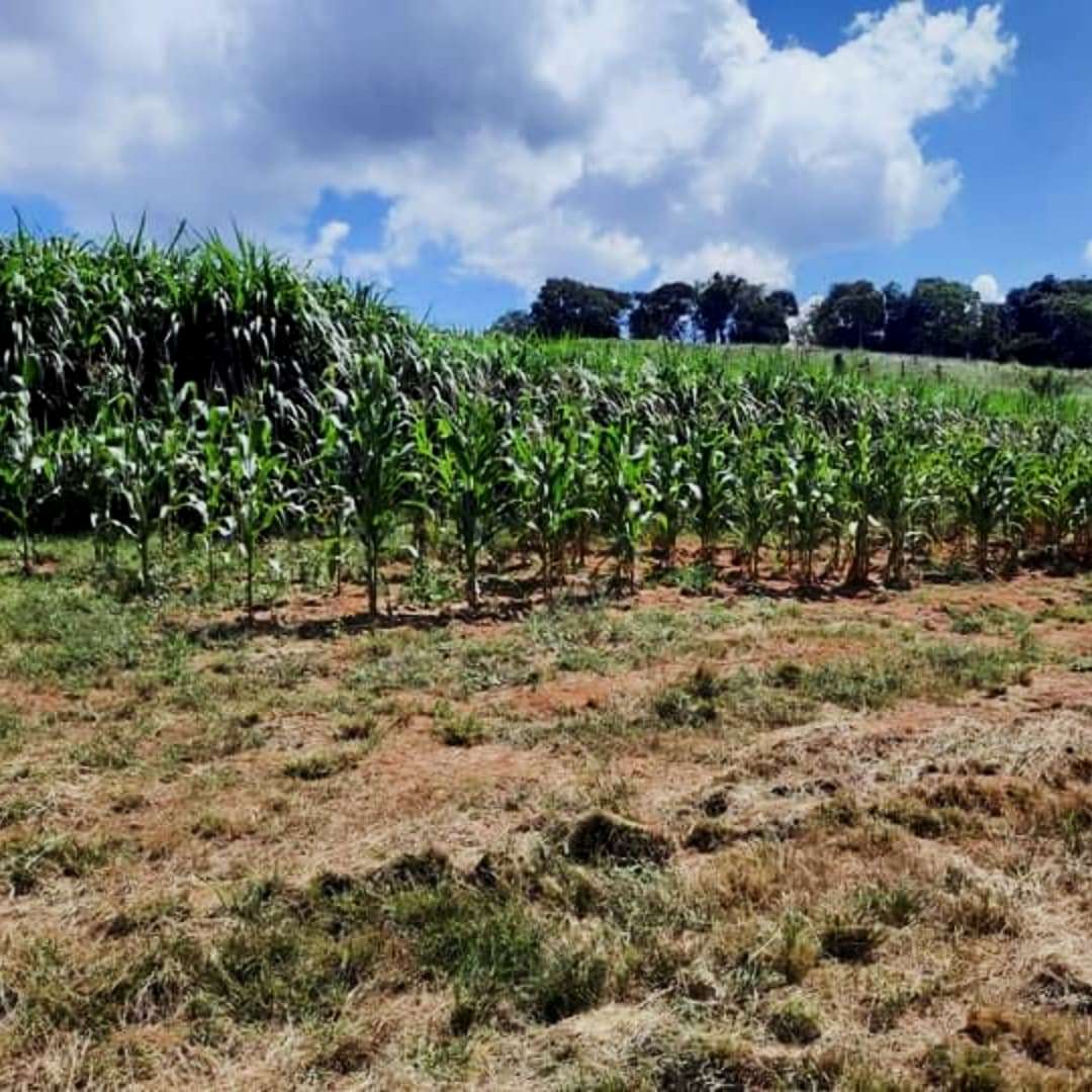 Imagem Fazenda à Venda, 4 Alq SPem rural - Caconde