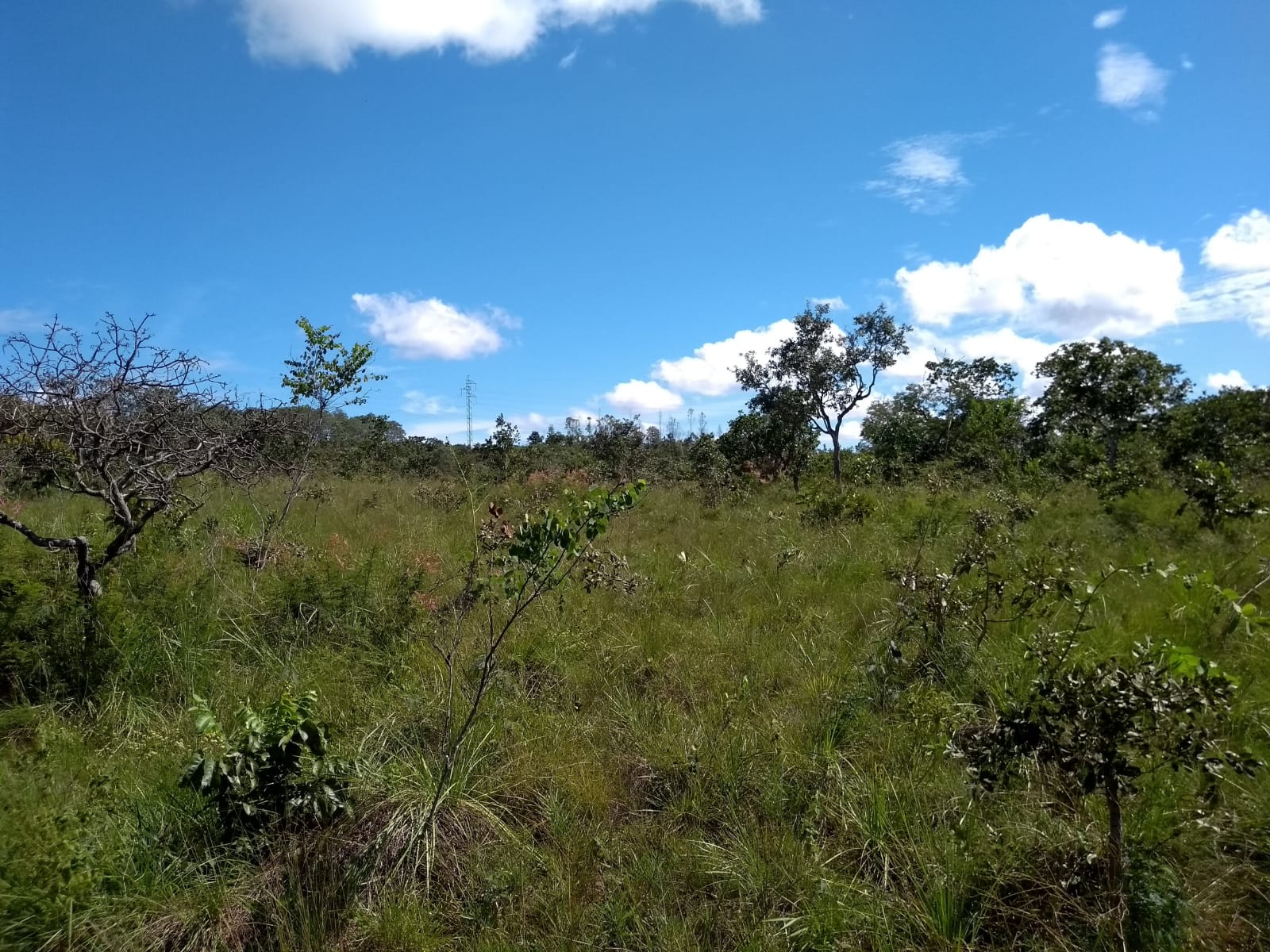 Imagem Fazenda à Venda, 64 Alq. GO em Zona Rural - Ribeirãozinho Imagem Fazenda à Venda, 64 Alq. GO em Zona Rural - Ribeirãozinho