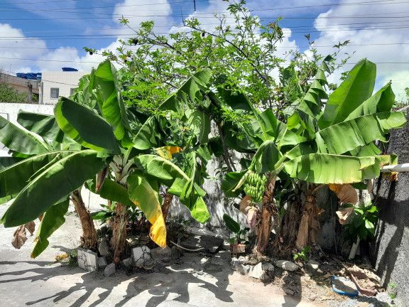 Imagem Casa com 3 Quartos à Venda ou Locação, 450 m² em Candeias - Jaboatão dos Guararapes