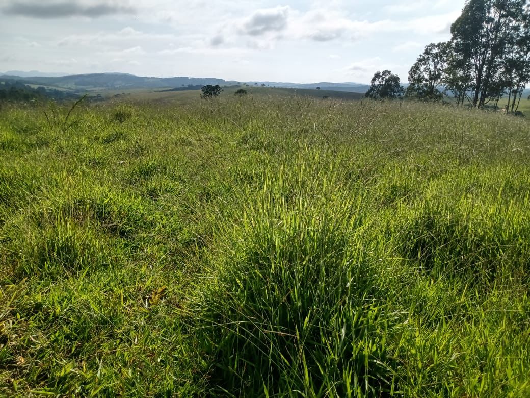 Imagem Fazenda à Venda, 51 HAem zona rural - Desterro de Entre Rios