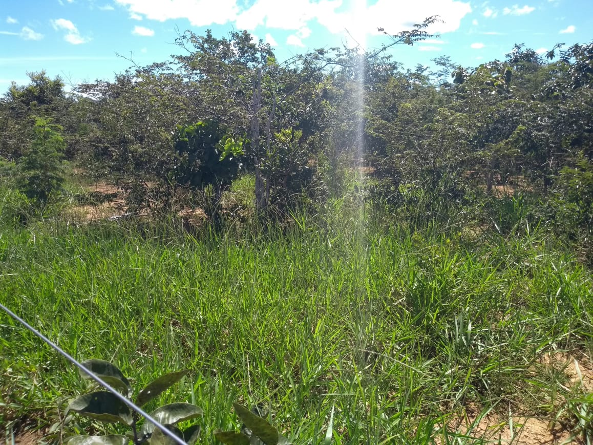 Imagem Fazenda à Venda, 64 Alq. GO em Zona Rural - Ribeirãozinho Imagem Fazenda à Venda, 64 Alq. GO em Zona Rural - Ribeirãozinho