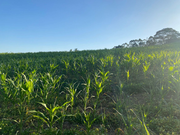 Imagem Terreno à Venda, 1.000 m² em Dona Catarina - Mairinque Imagem Terreno à Venda, 1.000 m² em Dona Catarina - Mairinque