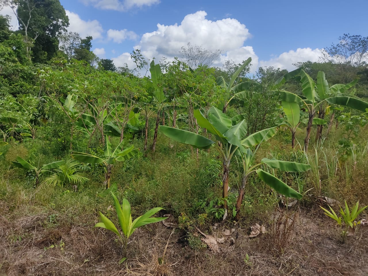 Imagem Terreno à Venda, 300.000 m² em - Bujaru Imagem Terreno à Venda, 300.000 m² em - Bujaru
