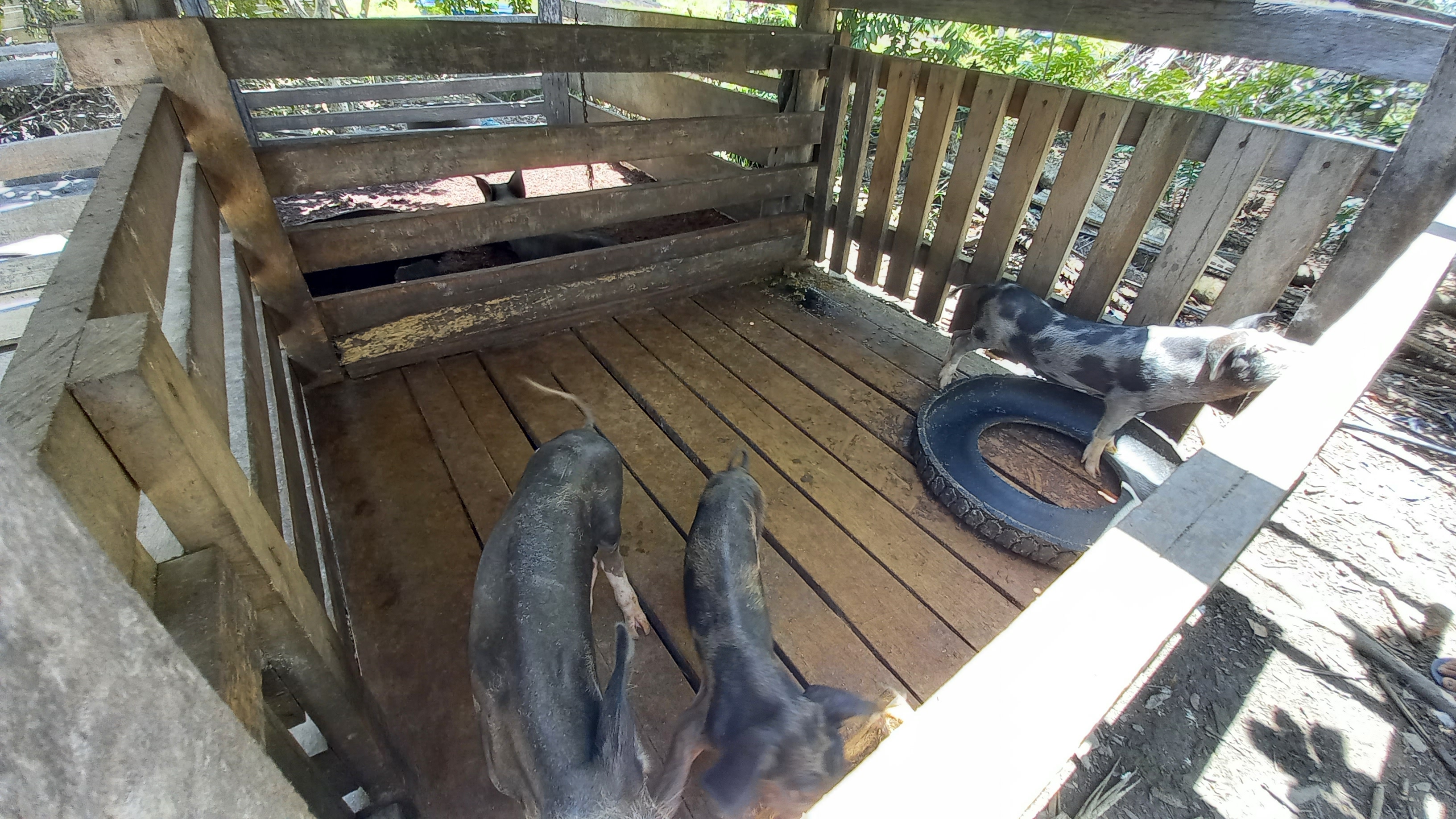 Imagem Fazenda à Venda, 29 HAem Zona Rural - Candeias do Jamari