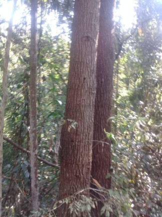 Terreno à Venda, 123.000 m² em Zona Rural - Santa Bárbara do Tugúrio