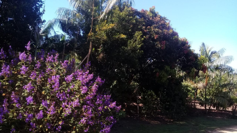 Imagem Terreno à Venda, em Zona Rural - Humaitá Imagem Terreno à Venda, em Zona Rural - Humaitá