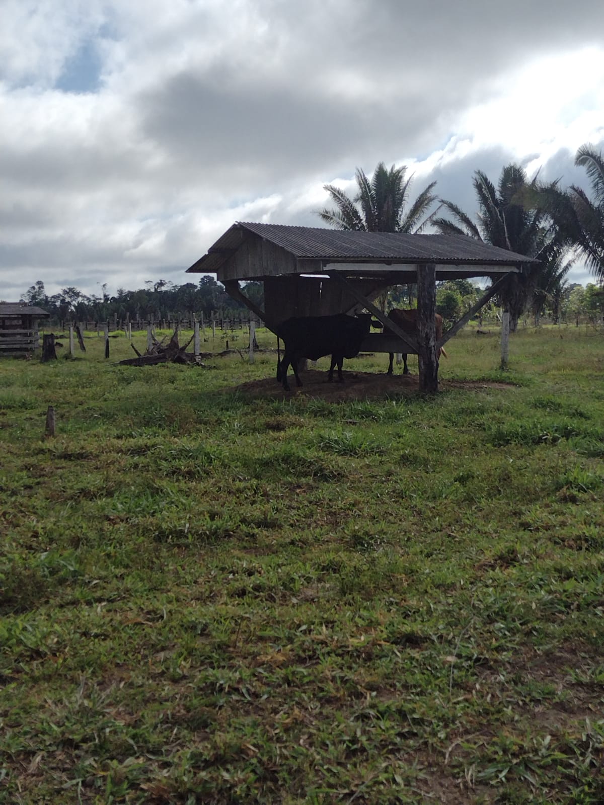 Imagem Fazenda à Venda, 29 HAem Zona Rural - Candeias do Jamari