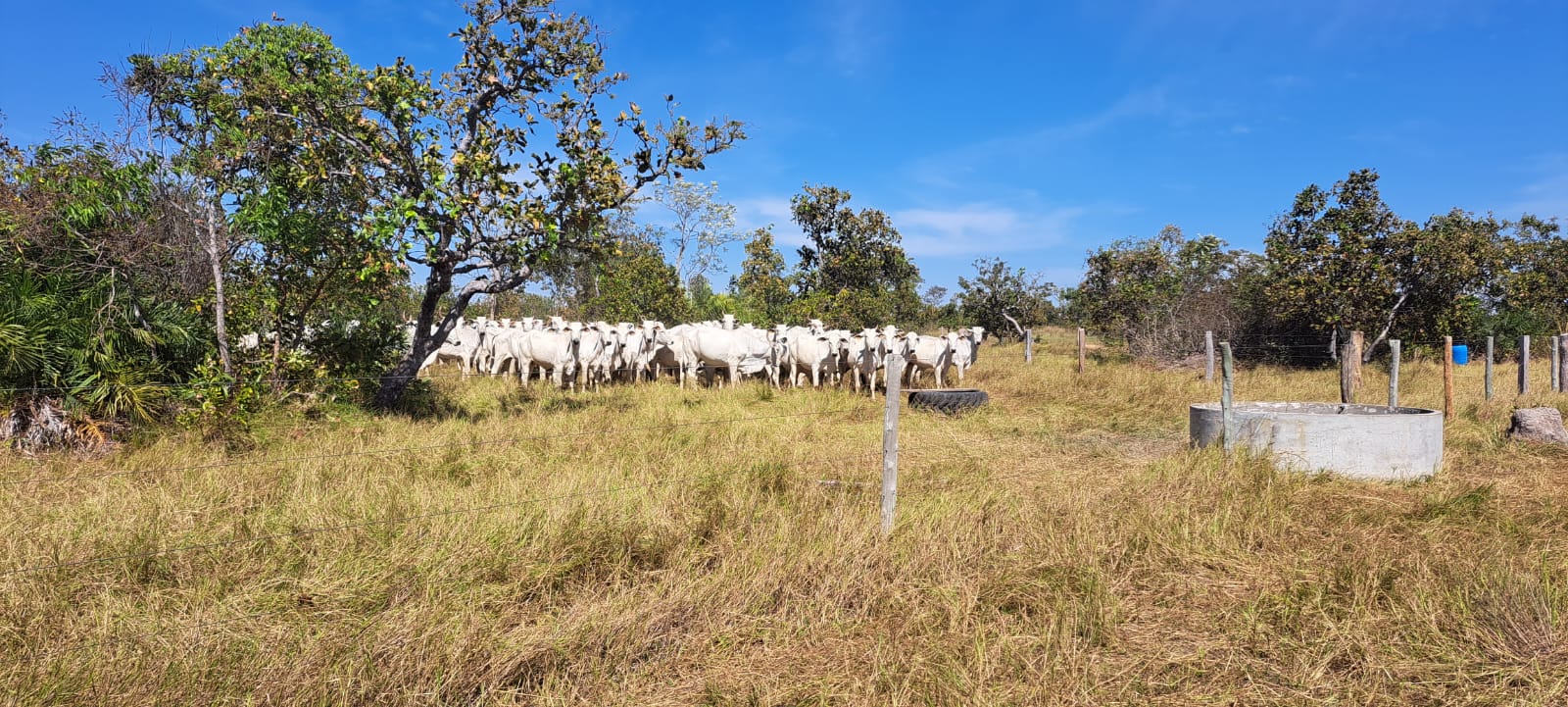 Imagem Fazenda à Venda, 25 Alq GOem Zona Rural - Araguaiana Imagem Fazenda à Venda, 25 Alq GOem Zona Rural - Araguaiana